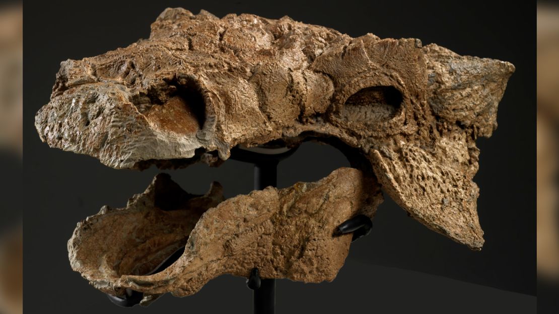 The ankylosaur's skull was one of the first parts of the fossil to be recovered.