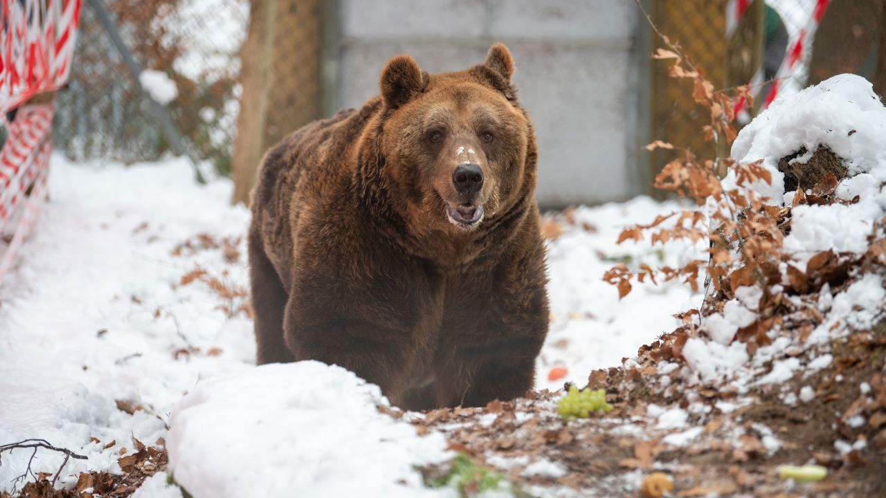Mark, the last known restaurant bear of Albania, arrived at BEAR SANCTUARY Arbesbach in Austria on Dec. 9, 2022.