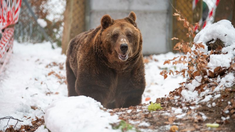 Mark, Albania's last 'restaurant bear,' arrives at sanctuary after over 20 years of captivity | CNN