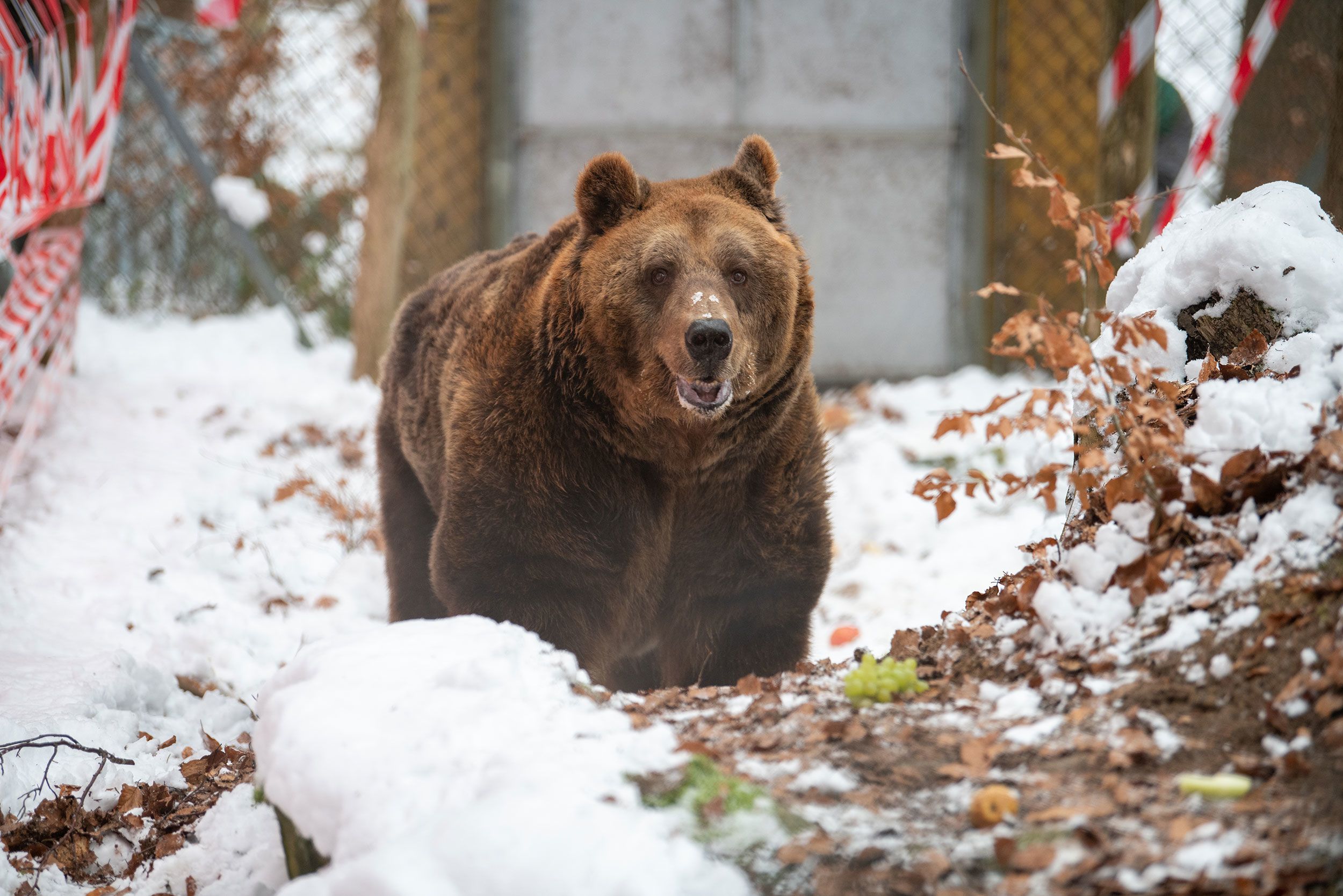 Albania's last 'restaurant bear' is finally at a sanctuary | CNN