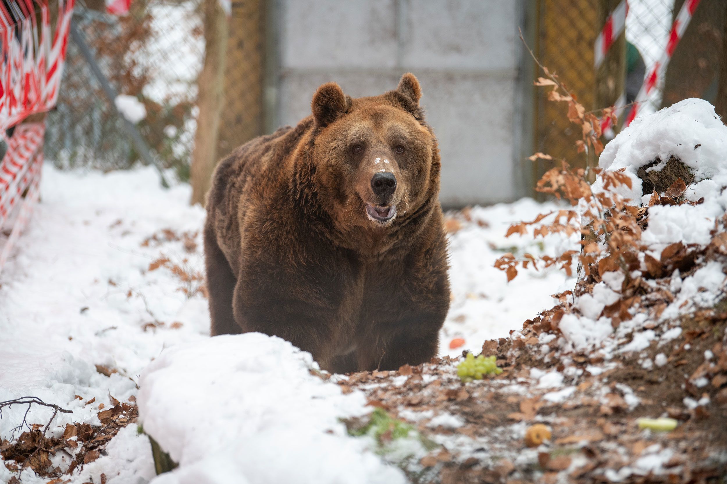 10 Facts About Brown Bears - FOUR PAWS International - Animal