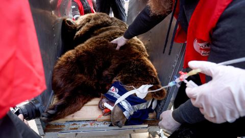 Animal welfare activists move Mark from his cage in Tirana, Albania, on Dec. 7, 2022.