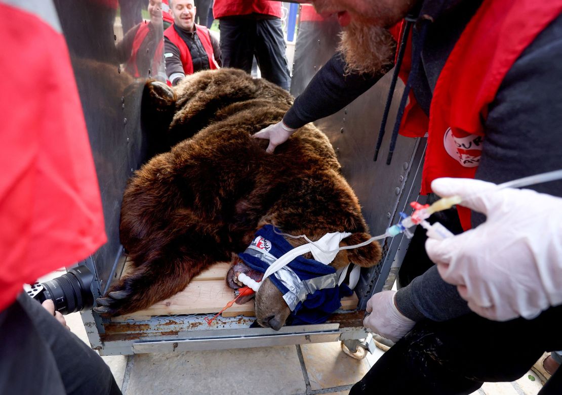 Animal welfare activists move Mark from his cage in Tirana, Albania, on Dec. 7, 2022.