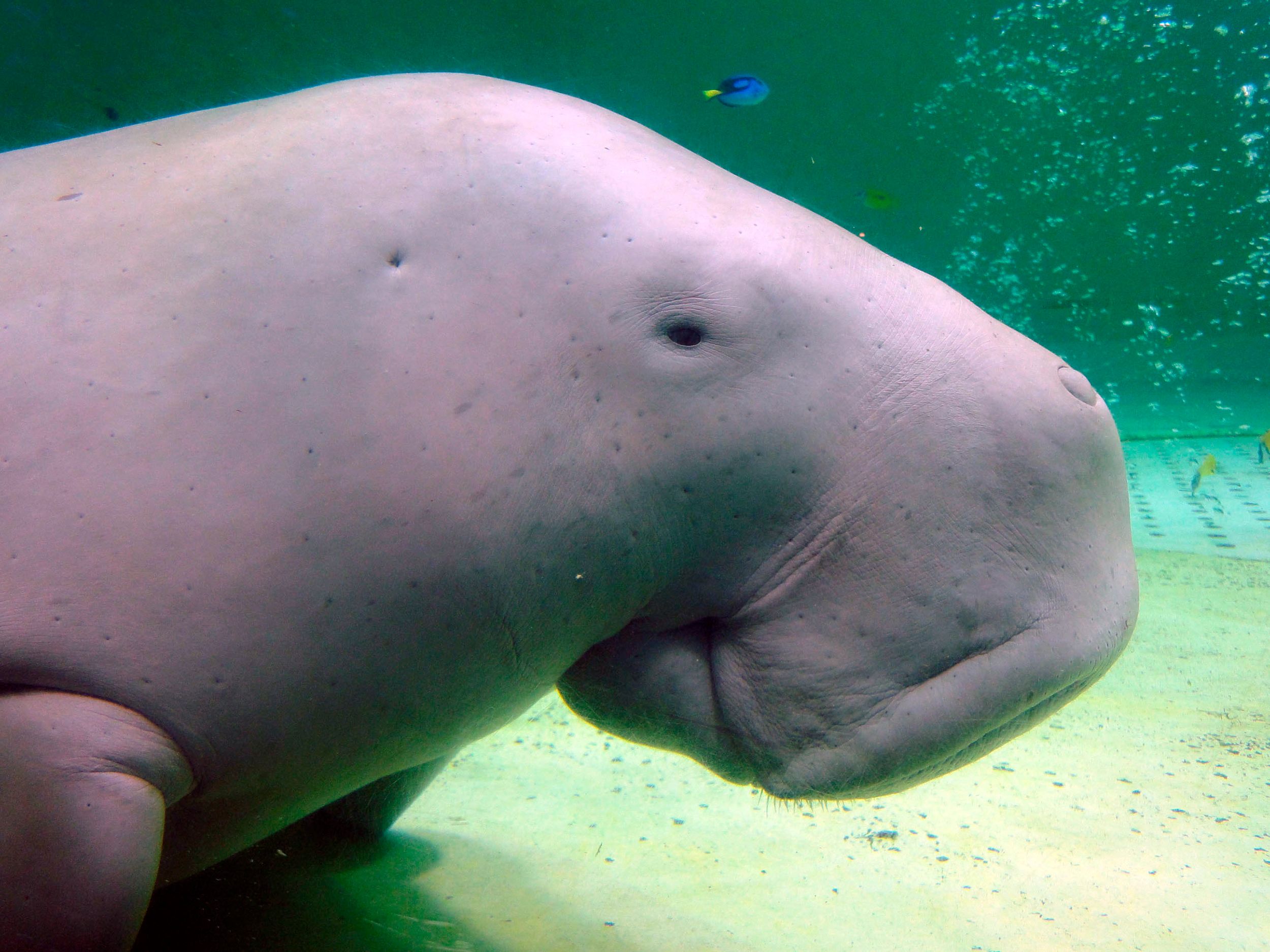 Abalone and sea cows threatened with extinction, warns IUCN Red List | CNN
