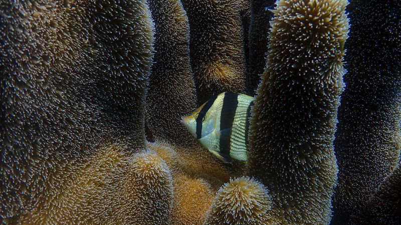 Abalone and Dugongs threatened with extinction, warns IUCN Red List | CNN