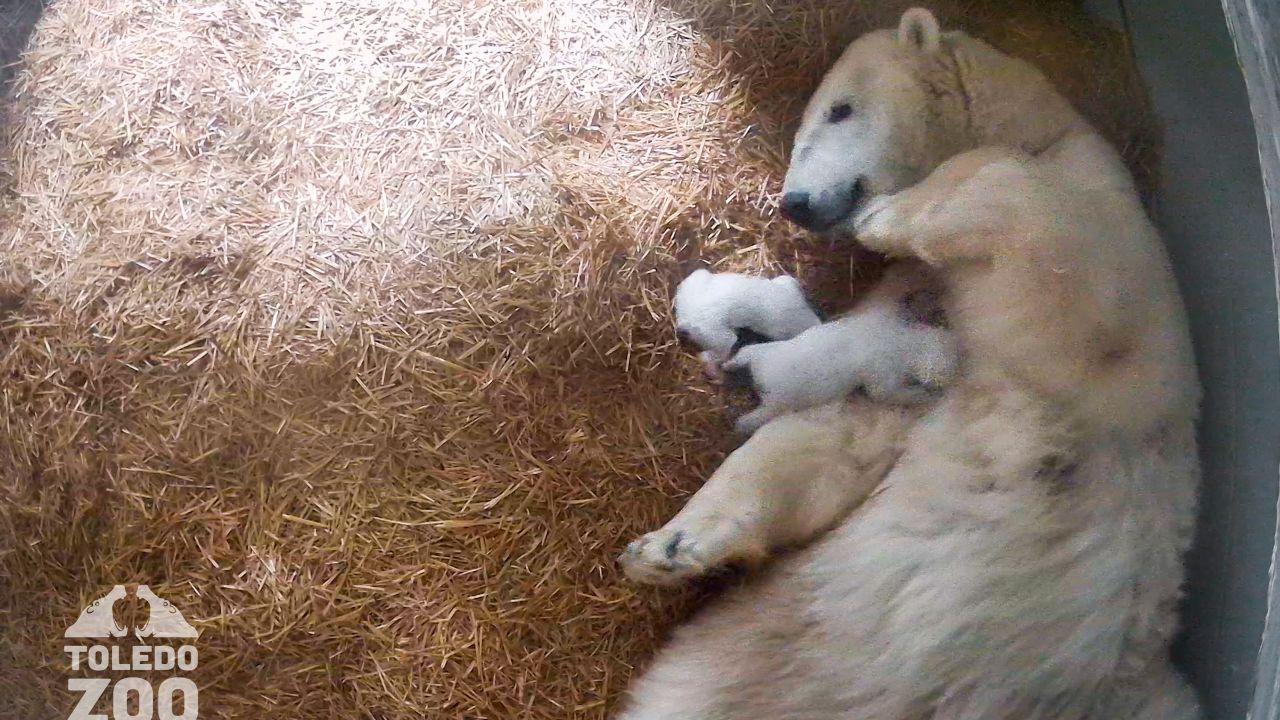 Crystal, a 24-year-old female polar bear, is shown with her newborn twin cubs at the Toledo Zoo.