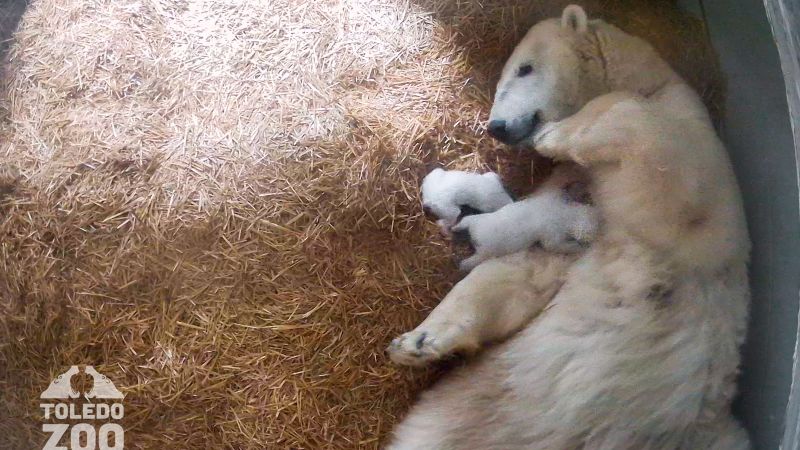 Toledo Zoo welcomes twin polar bear cubs | CNN