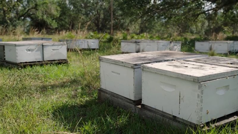 Beekeepers struggle after countless hives destroyed by Hurricane Ian | CNN