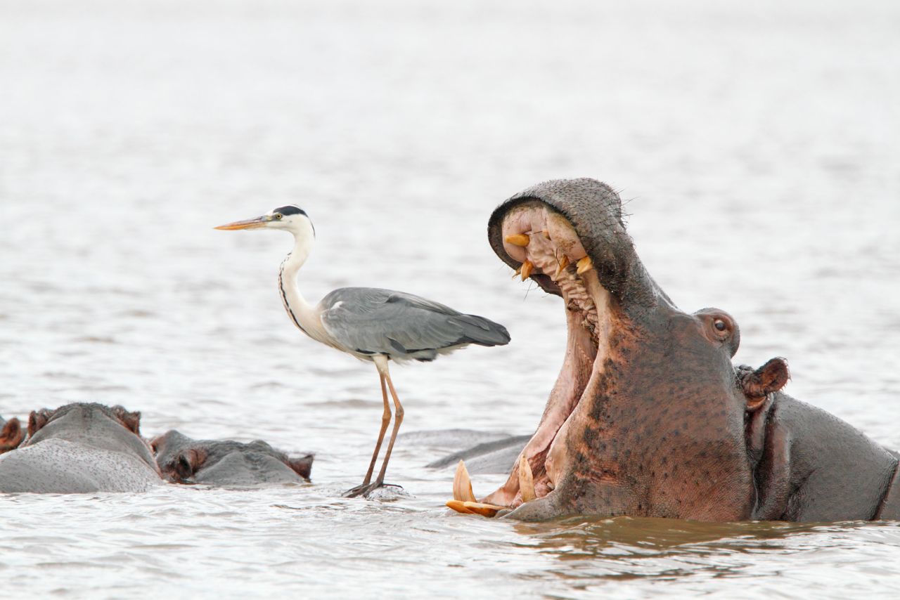 Jean Jacques Alcalay took this photo of a hippo yawning behind a heron, even though it looks like it is about to swallow the bird whole. Captured in Kruger National Park, South Africa.