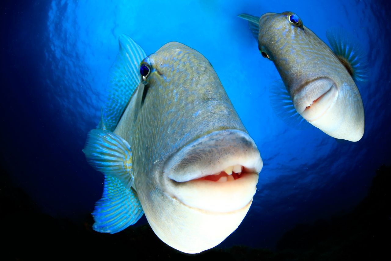 These gray triggerfish seem to be smiling in this photo taken by Arturo Telle Thiemann in Faial Island, Azores.