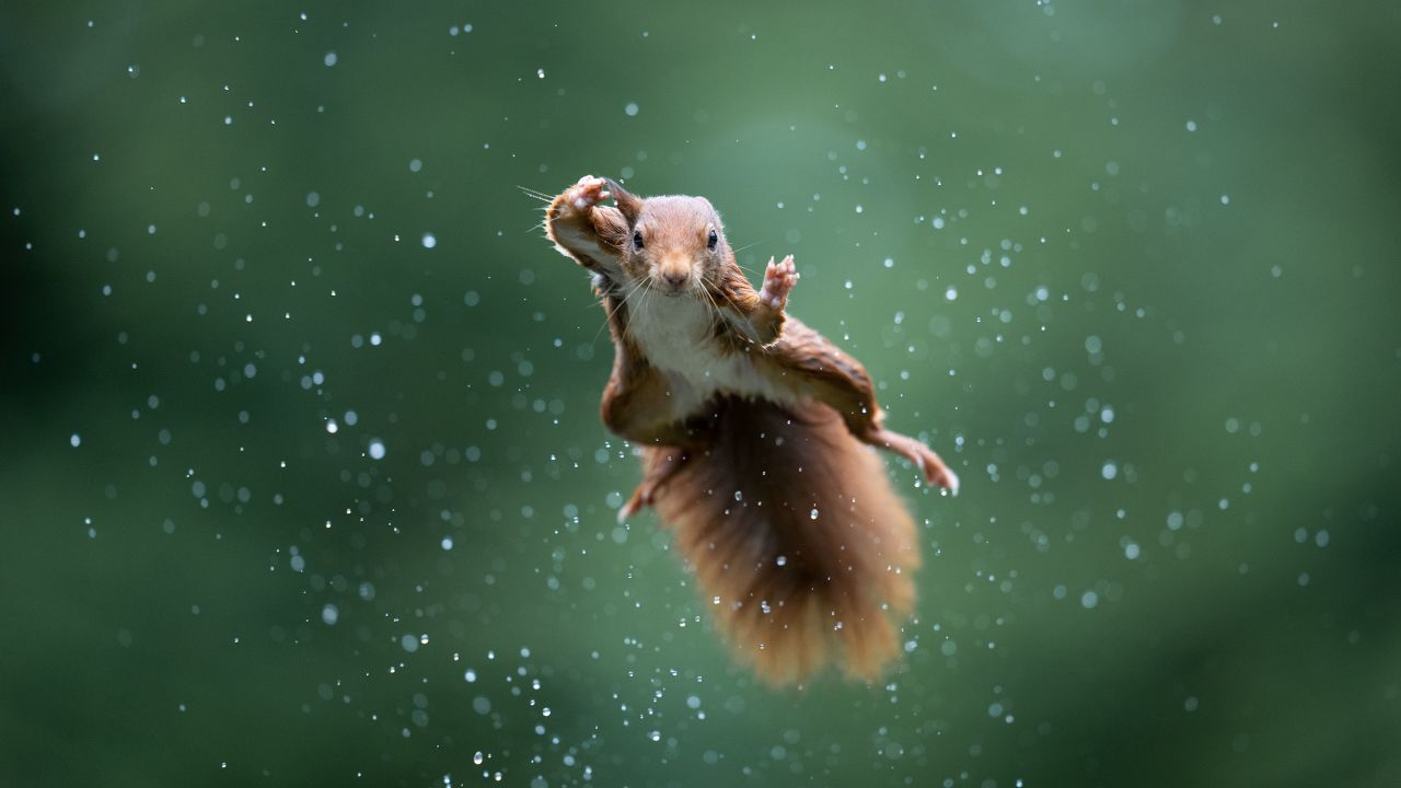 A red squirrel flies through a rainstorm looking like Superman in this photo captured by Alex Pansier in the Netherlands.