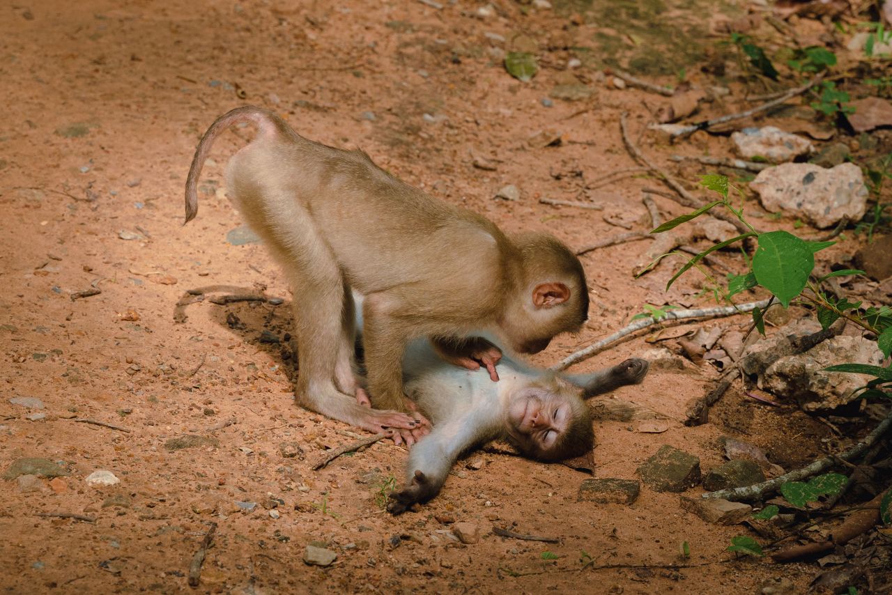 Federica Vinci photographed a monkey relaxing while its friend took care of it in this photo taken near Baphuon Temple in Cambodia.