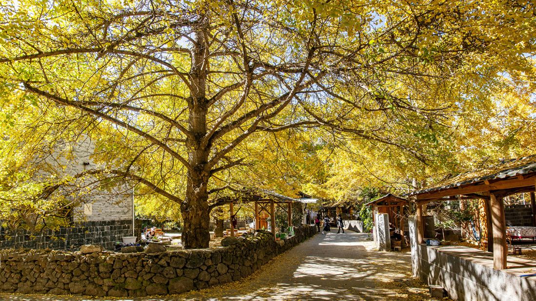 <strong>Tengchong, China:</strong> The town in Yunnan province is beloved for its bright-yellow gingko trees, which explode into color in the fall.