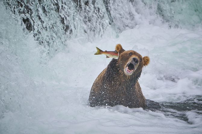 John Chaney took this photo of a salmon punching a bear in the face in Alaska.