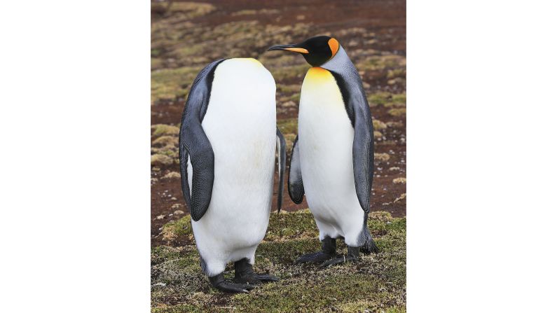 A King penguin seems nonplussed by its mate's strange new appearance in this photo taken by Martin Grace in the Falkland Islands.