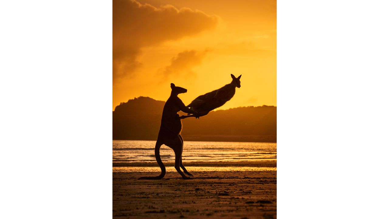 Michael Eastwell's photo shows two wallabies playing or fighting on a beach at sunrise in Queensland, Australia.