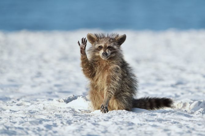 Miroslav Srb fed this raccoon shrimps on a beach in Florida before capturing the moment that the animal thanked him.