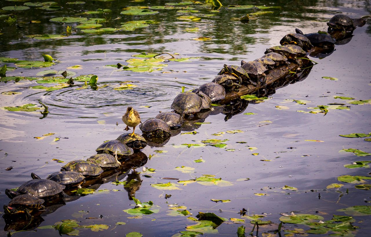 A duckling waddles across a turtle covered log in this photo taken by Ryan Sims in Kirkland, Washington.