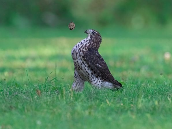 Jia Chen took this photo of a Cooper's Hawk playing football with a pine cone in Ontario, Canada.