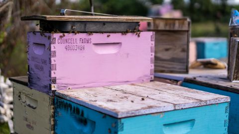 Bees fly in and out of one of the hives on Councell's farm.