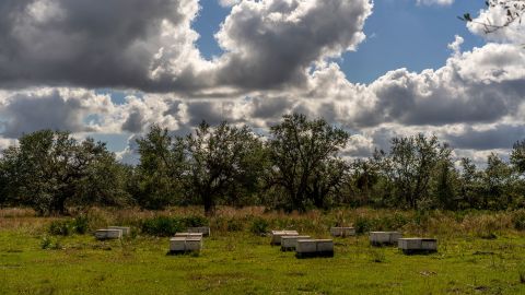 Jeremy Ham's Old Florida Bee Company lost over 2,700 hives in Hurricane Ian.