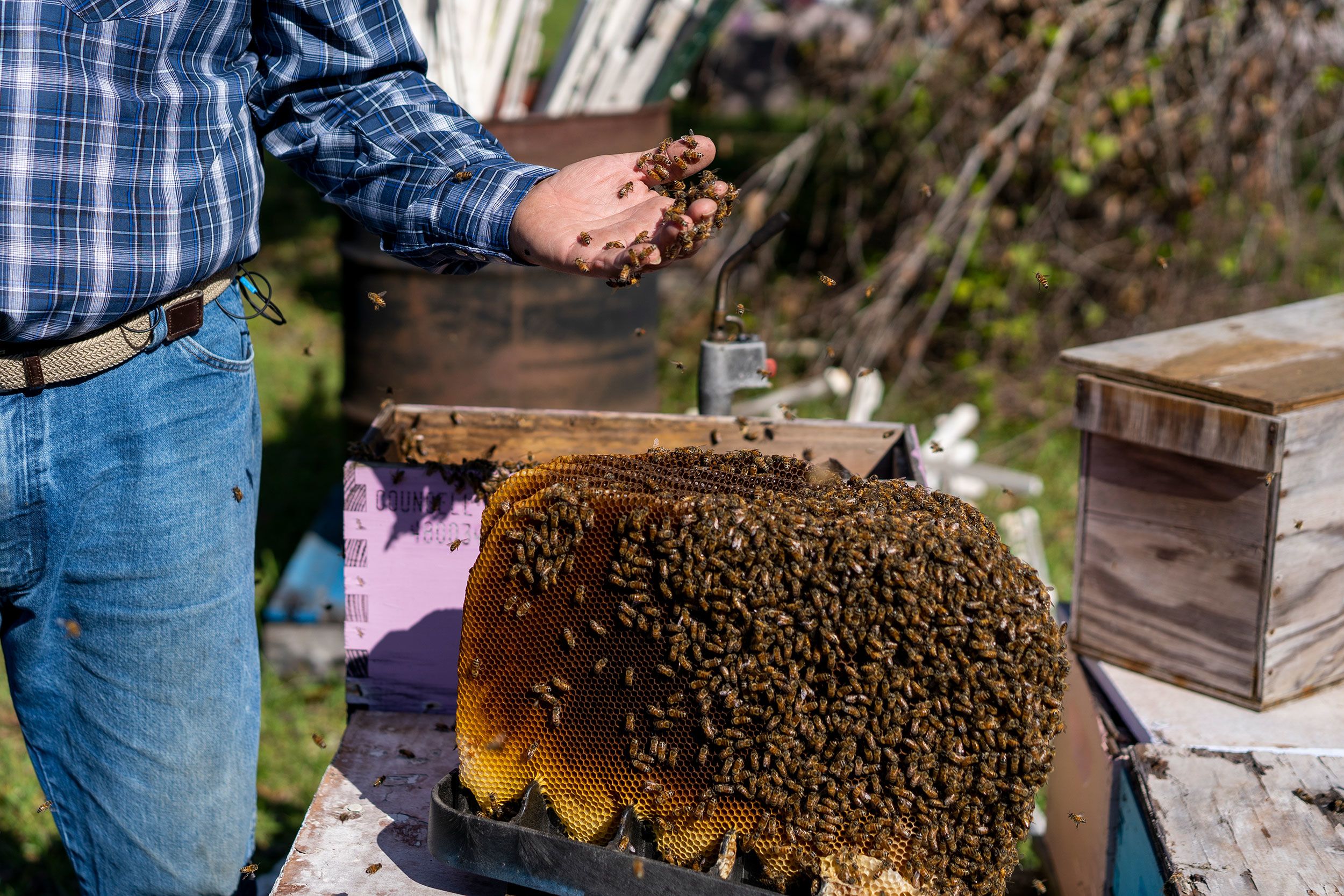 1 Freshly Dried Real USA Honeybee Natural Honeycomb + 12 Free Bees