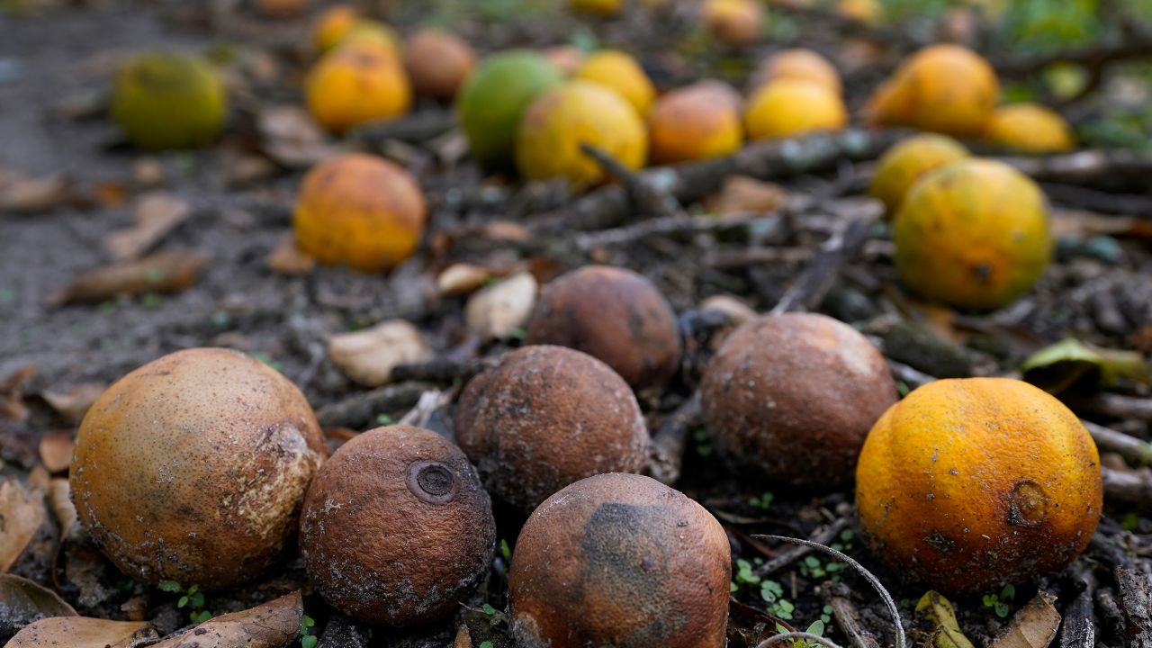 Oranges rot on the ground at Roy Petteway's Citrus and Cattle Farm after they were knocked off the trees from the effects of Hurricane Ian in Zolfo Springs, Florida.