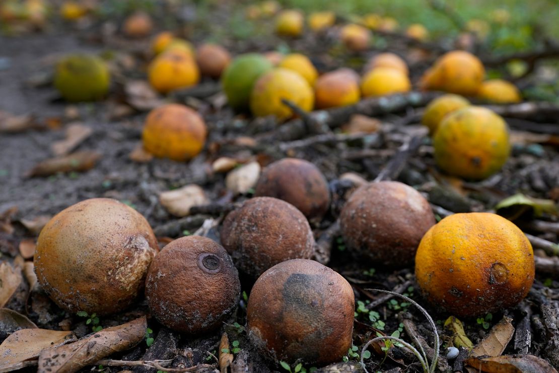 Oranges rot on the ground at Roy Petteway's Citrus and Cattle Farm after they were knocked off the trees from the effects of Hurricane Ian in Zolfo Springs, Florida.