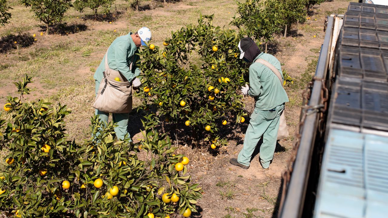 Workers pick oranges at an orchard in Brazil.