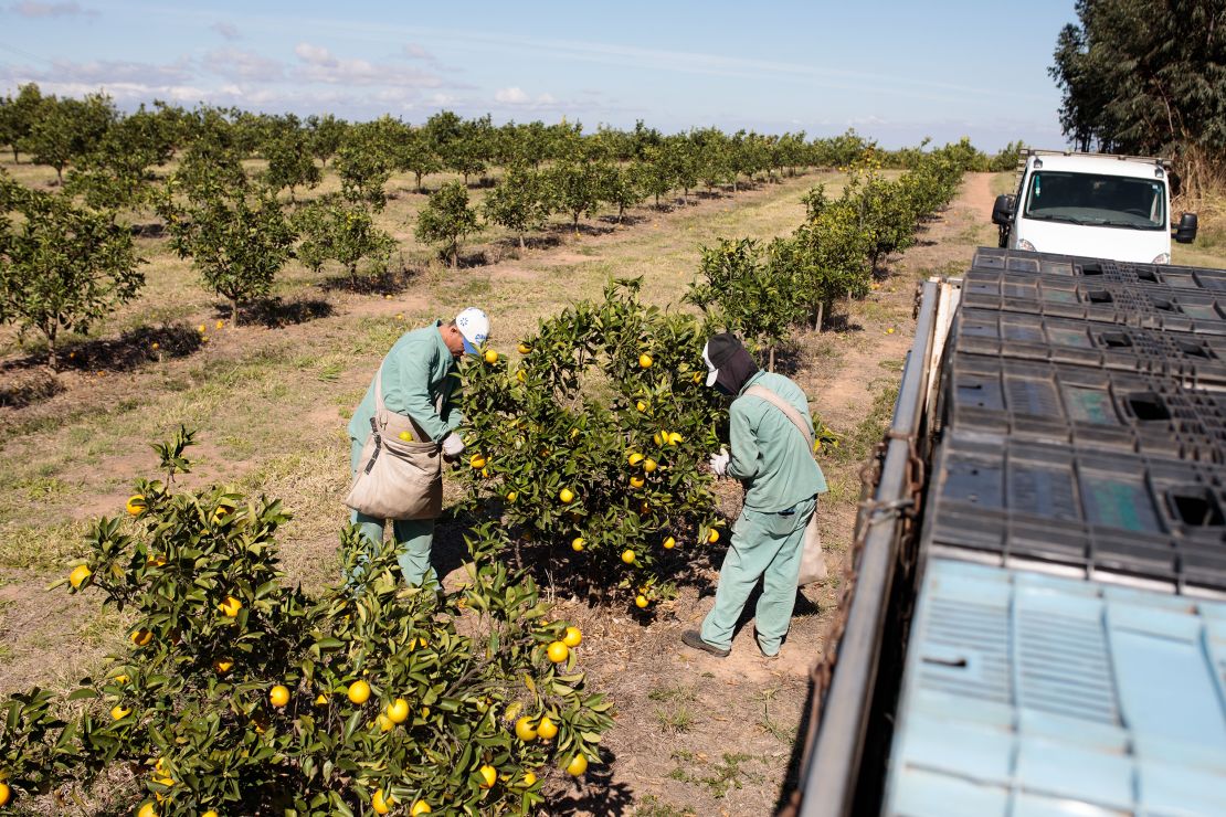 Workers pick oranges at an orchard in Brazil.