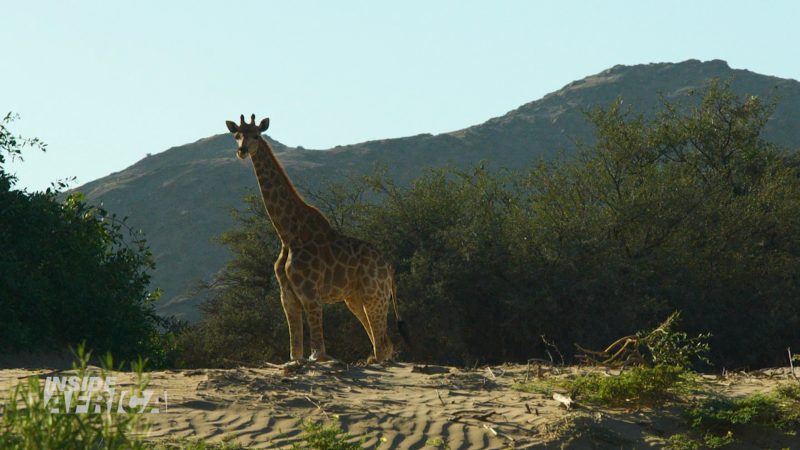 How Namibian giraffes are making a comeback | CNN