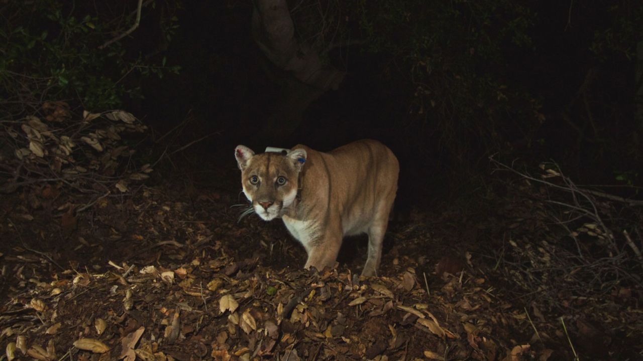 The mountain lion known as P-22 was captured Monday, officials in California said.