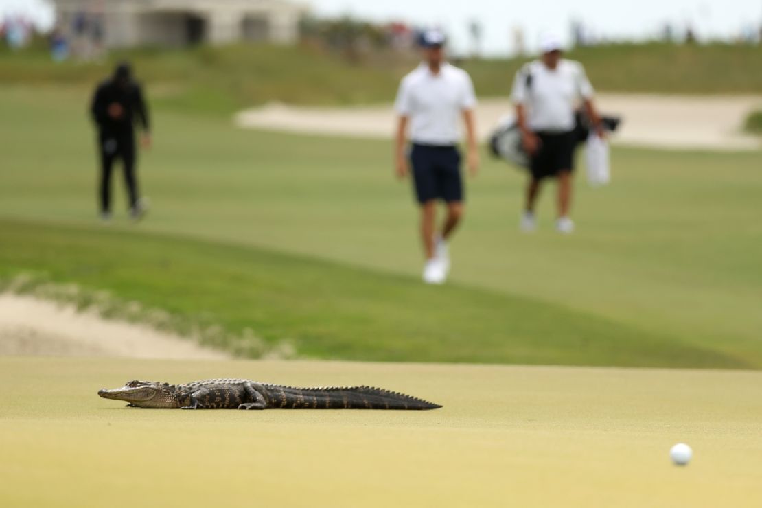 Een alligator steekt de zesde green over tijdens het PGA-kampioenschap van 2021, dat wordt gehouden op de Ocean Course van Kiawah Island.