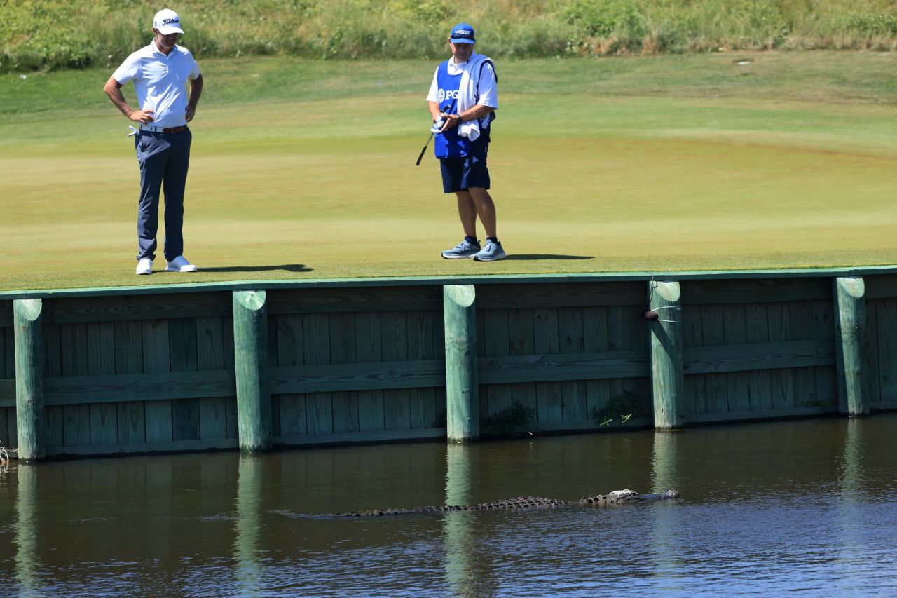 At <strong>Kiawah Island's Ocean Course</strong>, alligators are as welcome as golfers. The South Carolina resort encourages a peaceful co-existence between players and the reptiles, who form part of a vibrant eco-system that includes dolphins and bobcats.