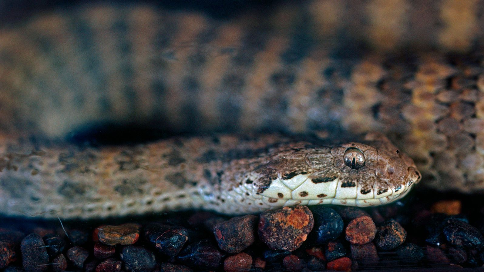 The common death adder (Acanthophis antarcticus), a venomous australian snake, was a focus species of the research.