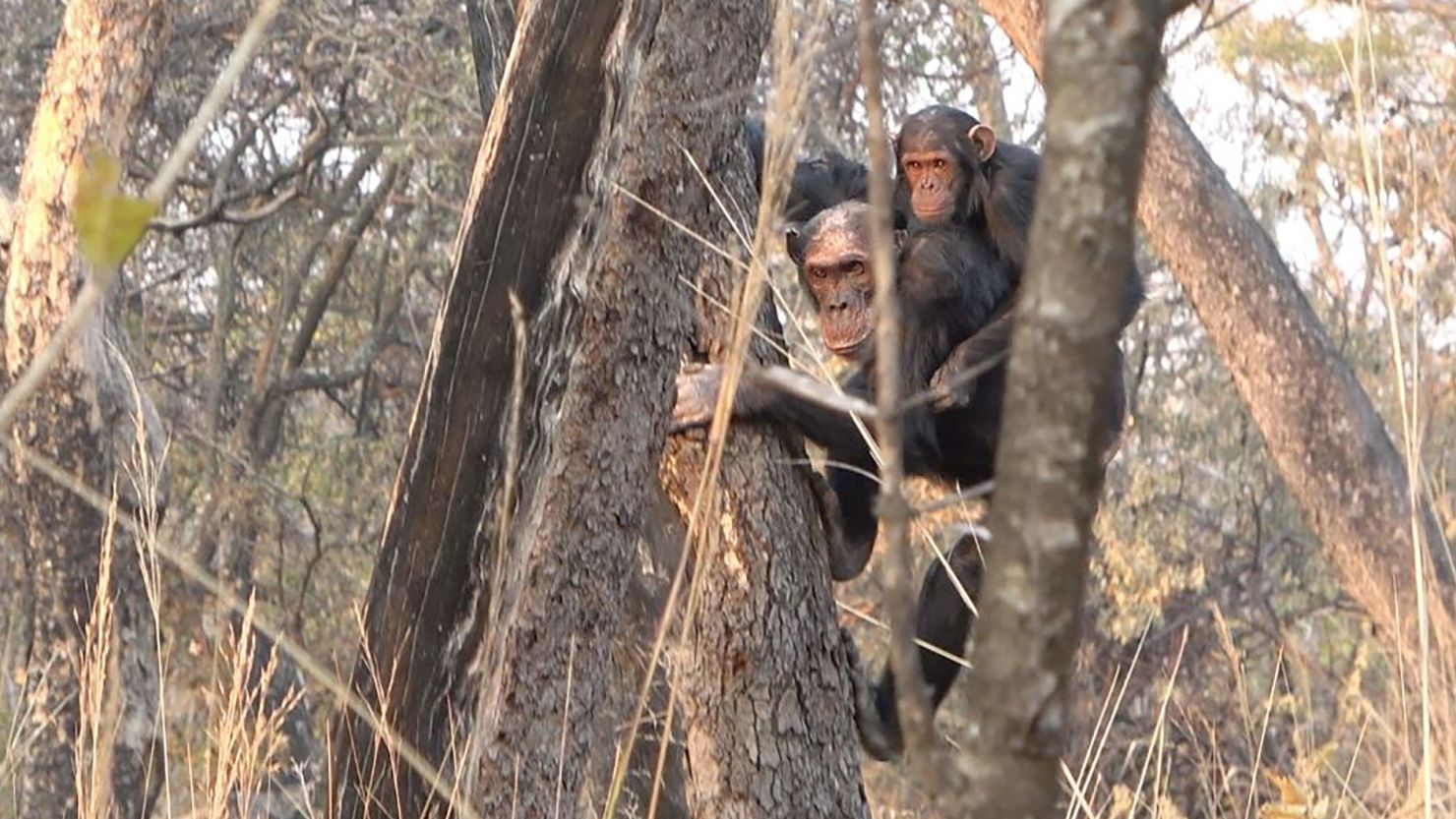 Scientists studied 13 adult chimpanzees living in Tanzania.