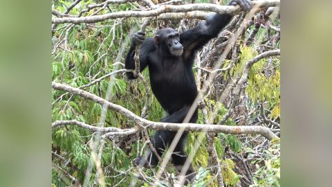 An adult male chimpanzee walking upright in a tree canopy.