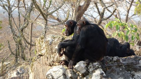 Two adult male chimpanzees in an arid forest area in the Issa Valley.