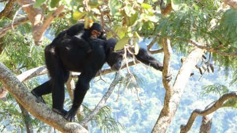 A female chimpanzee carrying a young chimp through woodland.