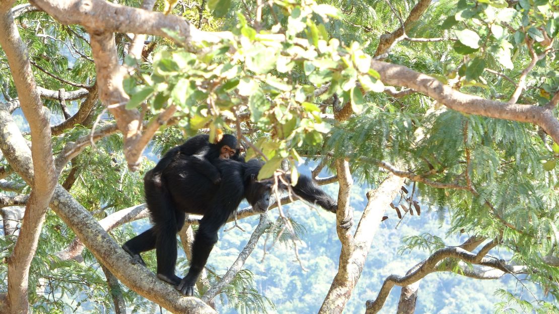 A female chimpanzee carrying a young chimp through woodland.