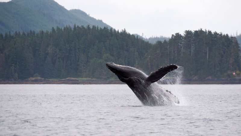 연구원들은 고래가 기후 위기에 대처하는 데 중요하지만 간과된 역할을 할 수 있다고 말합니다.
