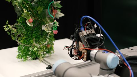 Using artificial intelligence, sensors, and cameras, the robot detects its distance from the berries.