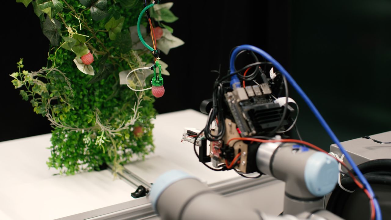 Using artificial intelligence, sensors and cameras, the robot detects its distance from the raspberry.