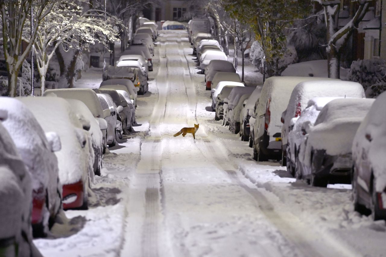 A fox crosses a snow-covered road in London on Monday, December 12.