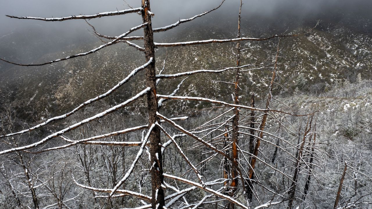 A once wildfire-ravaged forest in the San Gabriel Mountains near Los Angeles is covered in snow as a massive storm leaves California on December 12, 2022.