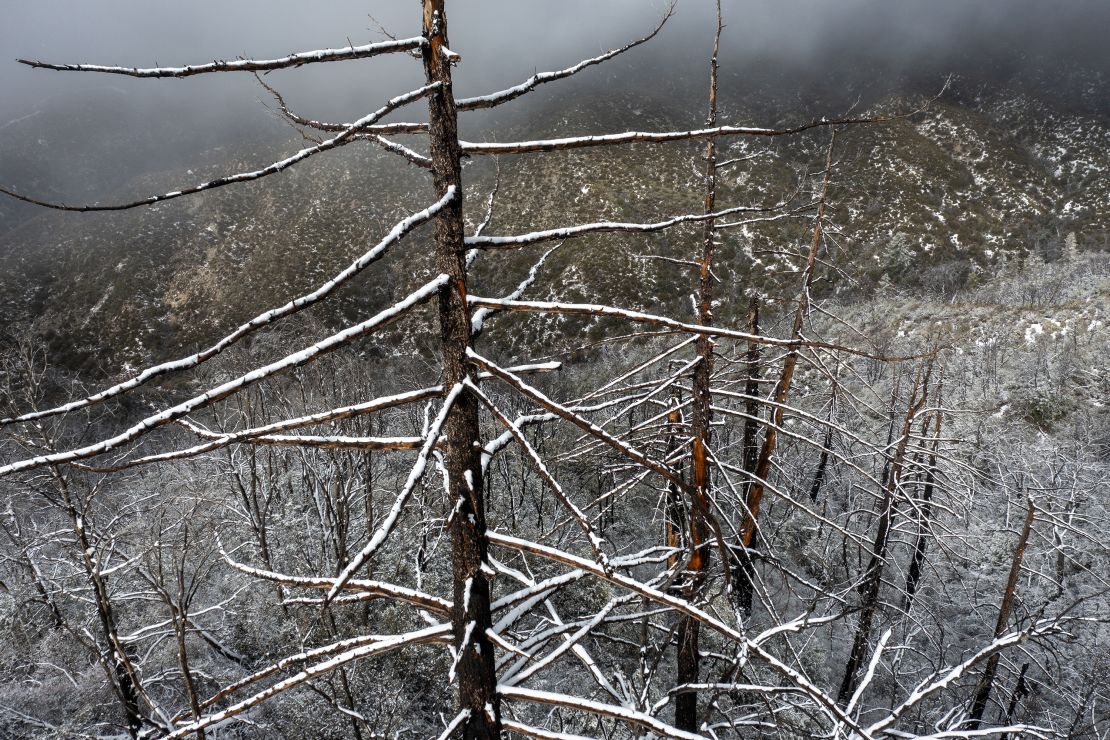A once wildfire-ravaged forest in the San Gabriel Mountains near Los Angeles is covered in snow as a massive storm leaves California on December 12, 2022.