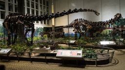 A diplodocus skeleton at the Carnegie Museum of Natural History in Pittsburgh.