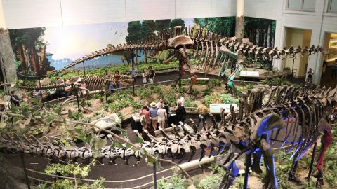 Diplodocus skeletons at the Carnegie Museum of Natural History in Pittsburgh.