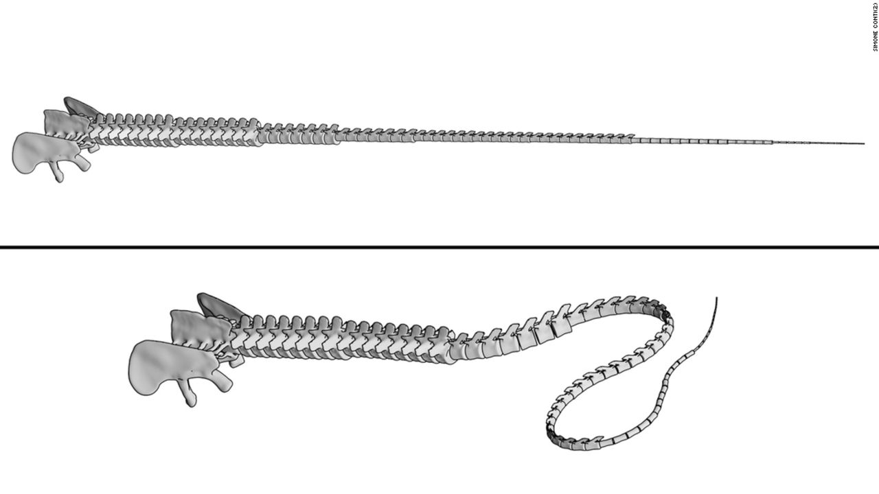 Simone Conti's model of a diplodocid tail.