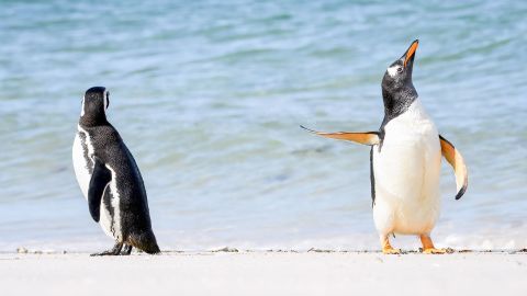 Jennifer Hadley capturó esta foto de un pingüino de Magallanes (izquierda) y un pingüino papúa en las Islas Malvinas.